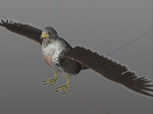 falcon pbr bird rigged low poly Modèle 3D