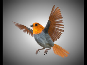 finch pbr bird rigged low poly 3D Models