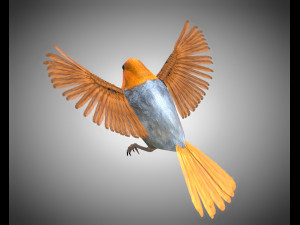 finch pbr bird rigged low poly Model 3D