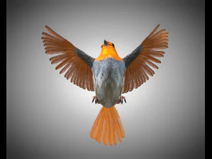 フィンチ PBR 鳥の装備の低ポリ 3Dモデル