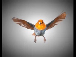 フィンチ PBR 鳥の装備の低ポリ 3Dモデル
