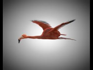 flamingo pbr bird rigged low poly 3D Model