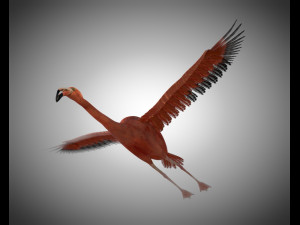 flamingo pbr bird rigged low poly 3D Model