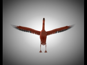 flamingo pbr bird rigged low poly 3D Model
