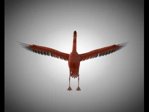 flamingo pbr bird rigged low poly 3D Model