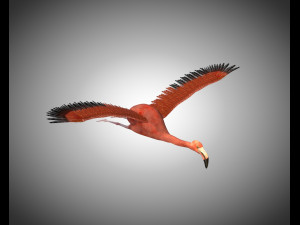flamingo pbr bird rigged low poly 3D Model