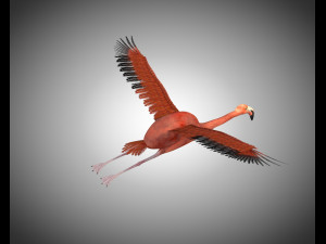 flamingo pbr bird rigged low poly 3D Model