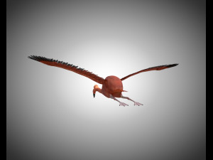 flamingo pbr bird rigged low poly 3D Model