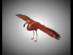 flamingo pbr bird rigged low poly 3D Model