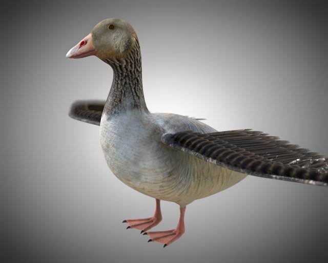 goose pbr bird rigged low poly 3D Model .c4d .max .obj .3ds .fbx .stl .blend 