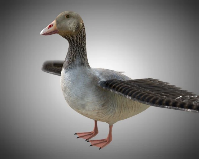 ganso pbr p&aacute;ssaro equipado baixo poli Modelo 3D .c4d .max .obj .3ds .fbx .stl .blend 