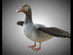 goose pbr bird rigged low poly 3D Model