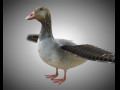 Goose PBR Bird Rigged Low poly 3D Model