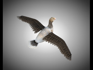 goose pbr bird rigged low poly 3D Model