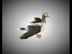 ganso pbr p&aacute;ssaro equipado baixo poli Modelo 3D