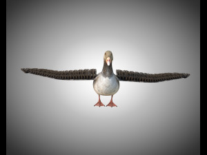 goose pbr bird rigged low poly 3D Model