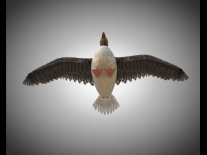 goose pbr bird rigged low poly 3D Model