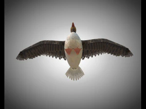 ganso pbr p&aacute;ssaro equipado baixo poli Modelo 3D