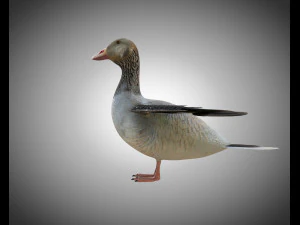 ganso pbr p&aacute;ssaro equipado baixo poli Modelo 3D