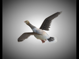 goose pbr bird rigged low poly 3D Model