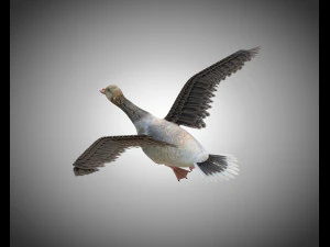 ganso pbr p&aacute;ssaro equipado baixo poli Modelo 3D
