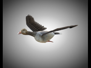 goose pbr bird rigged low poly 3D Model