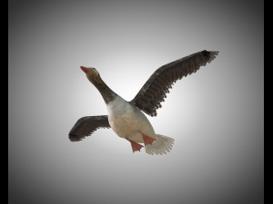 goose pbr bird rigged low poly 3D Model