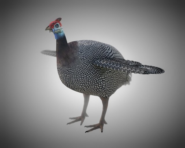 guinea fowl pbr bird rigged low poly Modello 3D .c4d .max .obj .3ds .fbx .stl .blend 