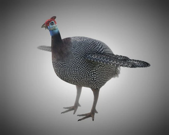 guinea fowl pbr bird rigged low poly 3D Model .c4d .max .obj .3ds .fbx .stl .blend 