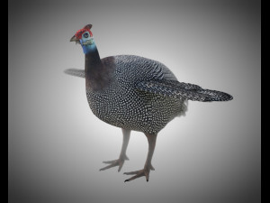 guinea fowl pbr bird rigged low poly 3D Model