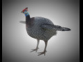 Guinea Fowl PBR Bird Rigged Low poly 3D Model
