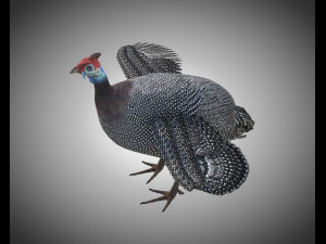 guinea fowl pbr bird rigged low poly Modello 3D