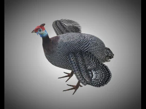 guinea fowl pbr bird rigged low poly 3D Model