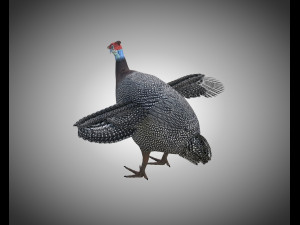 guinea fowl pbr bird rigged low poly Modello 3D