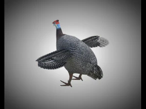 guinea fowl pbr bird rigged low poly 3D Model