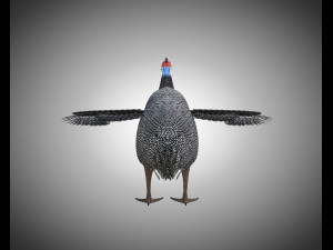 guinea fowl pbr bird rigged low poly Modello 3D