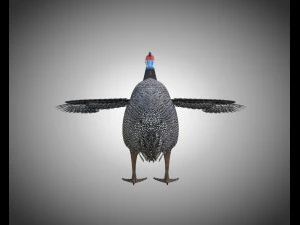 guinea fowl pbr bird rigged low poly 3D Model