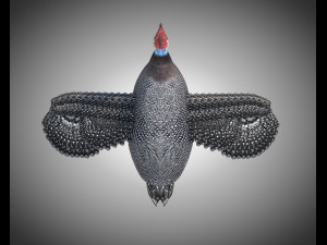 guinea fowl pbr bird rigged low poly Modello 3D