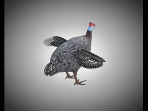 guinea fowl pbr bird rigged low poly Modello 3D