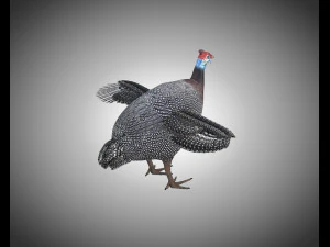guinea fowl pbr bird rigged low poly 3D Model