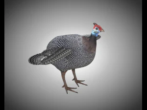 guinea fowl pbr bird rigged low poly 3D Model