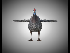 guinea fowl pbr bird rigged low poly Modello 3D