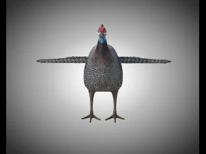 guinea fowl pbr bird rigged low poly 3D Model