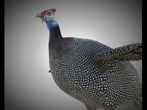 guinea fowl pbr bird rigged low poly 3D Model