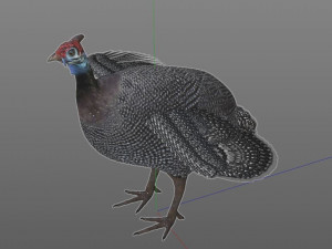 guinea fowl pbr bird rigged low poly Modello 3D
