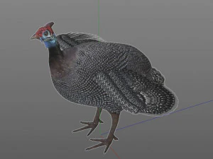 guinea fowl pbr bird rigged low poly 3D Model