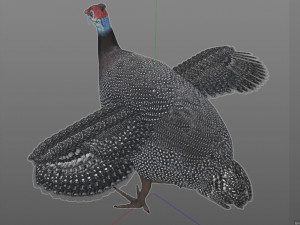 guinea fowl pbr bird rigged low poly Modello 3D