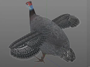 guinea fowl pbr bird rigged low poly 3D Model