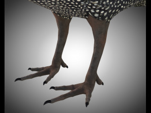 guinea fowl pbr bird rigged low poly Modello 3D