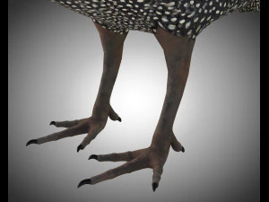 guinea fowl pbr bird rigged low poly 3D Model